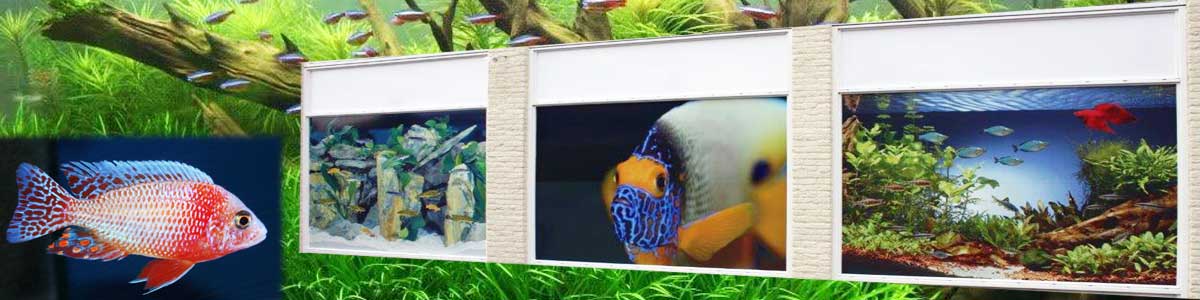 foto header