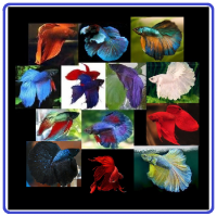 Betta,s