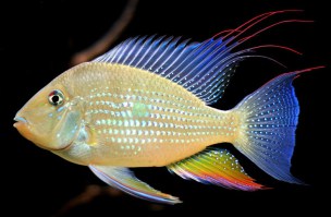 Acarichthys-heckelii1