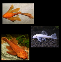Ancistrus
