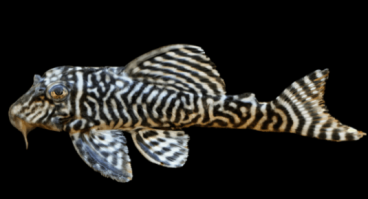 L333