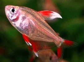 White-Fin-Hyphessobrycon-bentosi19