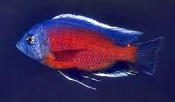 borleyi