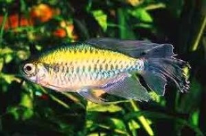 congo7